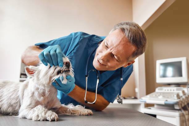 Best Emergency Broken Tooth Repair in Rocky Ford, CO
